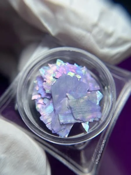 Concha Nacar Purpura